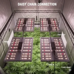 Diagram showing how to daisy chain multiple 4x4 grow lights together to simplify wiring and power management in a commercial setup.