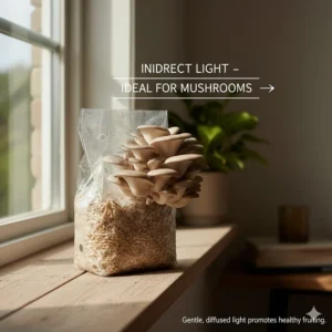 An indoor mushroom grow kit placed in a location receiving gentle, indirect light from a nearby window, showing the ideal conditions for mushroom fruiting.