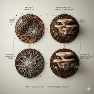 Diagram illustrating the different stages of the mushroom life cycle, highlighting when light is and isn't required for growth.