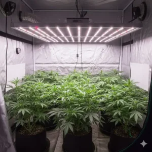Photograph showing a uniform plant canopy under a 4x4 LED grow light, demonstrating excellent light spread and even growth.