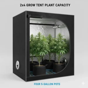 Illustration showing how many 5-gallon pots fit comfortably inside a 2x4 grow tent footprint.
