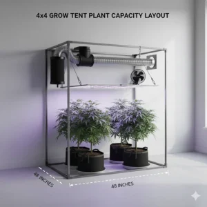 Example layout showing the maximum number of plants (4-6) that can be comfortably grown inside a standard 4x4 grow tent for best results.