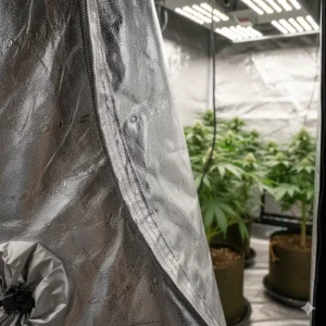 Close-up view of the reflective Mylar lining inside a grow tent to ensure even light distribution and efficiency.