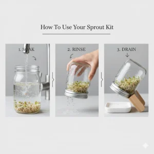 Comparison of different styles of the best sprout growing kits including glass jars, plastic tiers, and ceramic trays.