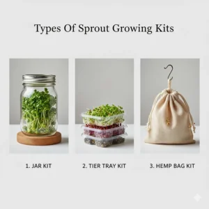 Infographic of popular seeds to use with a sprout growing kit, including alfalfa and mung beans.