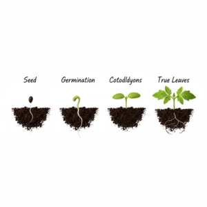 A diagram showing the stages of heirloom tomato seeds sprouting from soil to the first set of true leaves.