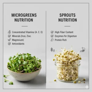 Infographic comparing the concentrated vitamins in microgreens versus the high fiber and enzyme content in sprouts.