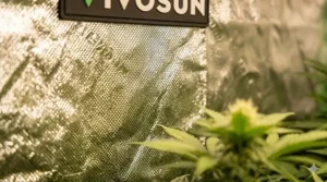 Close-up illustration of the 98 percent reflective diamond mylar inside a Vivosun grow tent.