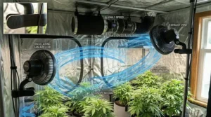 Two small oscillating fans positioned at opposite corners of a hydroponic grow tent for maximum canopy ventilation.
