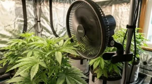 An example of poor oscillating fan placement showing a unit positioned too close to delicate gro