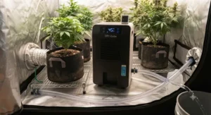 Detailed view of the continuous drainage hose setup for an electric dehumidifier tent.