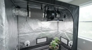 Inline fan and carbon filter ventilation setup inside a grow tent for beginners.
