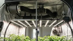 Full-spectrum LED grow lights mounted at the top of a reflective climate control grow tent for optimal plant growth.