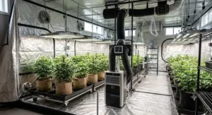 Effective portable AC cooling system installed in a large professional grow tent.
