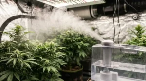 Close-up of an ultrasonic fogger producing a fine mist inside a grow tent.