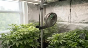 Oscillating clip-on fan improving air circulation inside a leafy green grow tent to prevent mold and mildew.
