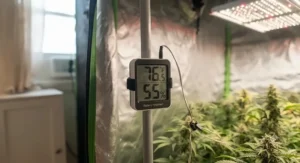 A digital thermo-hygrometer monitoring temperature and humidity in a quiet grow tent setup.