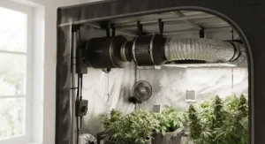 Fully operational indoor grow room featuring a mounted 4 inch inline fan with speed controller and carbon filter.