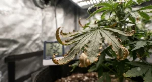 Close-up of marijuana leaves curling up due to extreme heat inside a indoor grow tent.