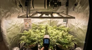 Illustration demonstrating proper hanging height for LED grow lights to prevent heat stress.