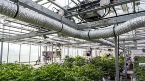Insulated ducting connected to a 6 inch inline fan for 4x4 grow tent temperature management.