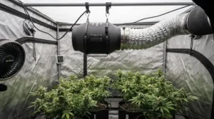 An exhaust system utilizing a 6 inch inline fan for 4x4 grow tent air exchange and humidity control.