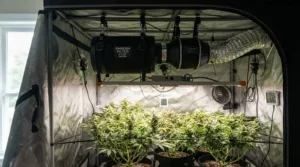 A 6 inch inline fan mounted near the ceiling of a home indoor grow tent.