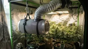 AC Infinity Cloudline 4 inch for closet grow tent connected to a silver carbon filter