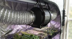 Flexible aluminum ducting clamped tightly to a 4-inch inline duct fan in a microgreens tent.
