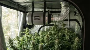 An exhaust system featuring the quietest 6 inch inline duct fan for grow room connected to carbon filters.