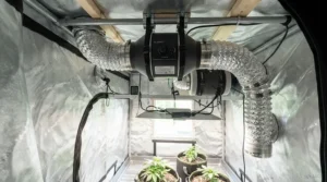 The quietest 6 inch inline duct fan for grow room mounted near ceiling joists, showing proper ventilation setup.