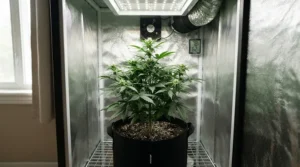 Single plant thriving under proper airflow provided by a Vivosun 4 inch fan for 2x2 tent setup.