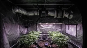 Grow tent installation showing the AC Infinity Cloudline 6 inch bundle deal with filter mounted inside